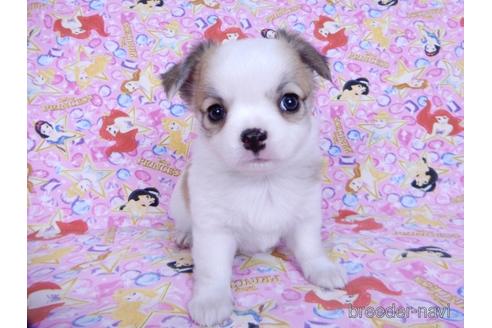 成約済の千葉県のチワワ(ロングコート)-171505の3枚目