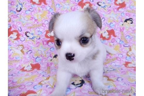 成約済の千葉県のチワワ(ロングコート)-171505の2枚目