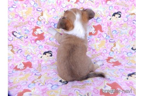 成約済の千葉県のチワワ(ロングコート)-171510の4枚目