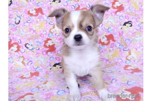 成約済の千葉県のチワワ(ロングコート)-171510の3枚目