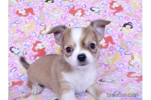 成約済の千葉県のチワワ(ロングコート)-171510の2枚目