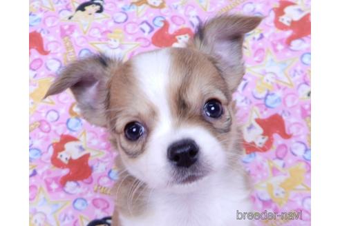 成約済の千葉県のチワワ(ロングコート)-171510の1枚目