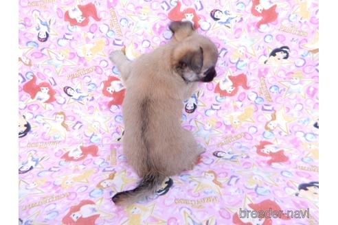 成約済の千葉県のチワワ(ロングコート)-171508の16枚目