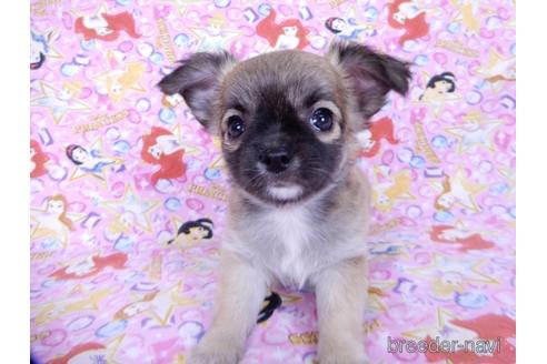 成約済の千葉県のチワワ(ロングコート)-171508の15枚目