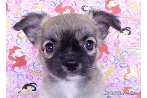 成約済の千葉県のチワワ(ロングコート)-171508の13枚目