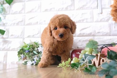 成約済の滋賀県のトイプードル-170954の1枚目