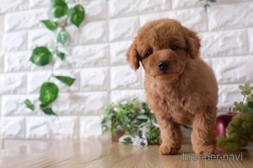 成約済の滋賀県のトイプードル-170954の6枚目