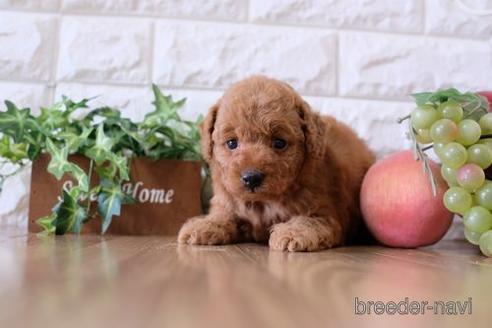 成約済の滋賀県のトイプードル-170954の3枚目