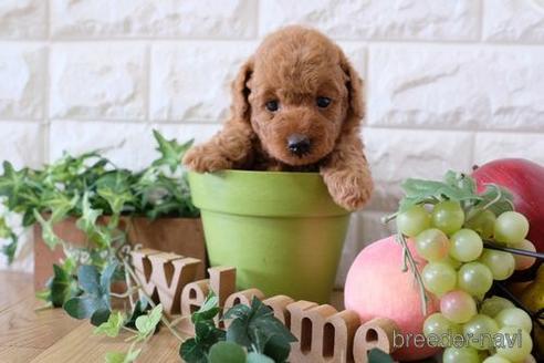 成約済の滋賀県のトイプードル-170954の2枚目