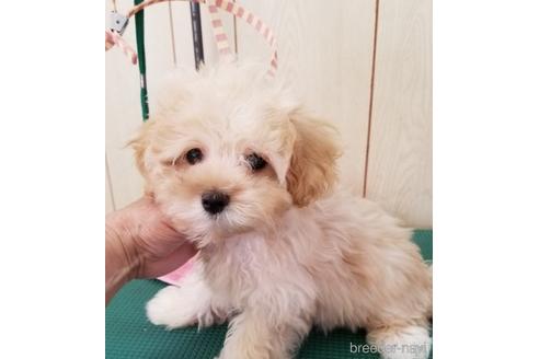 成約済の茨城県のマルプー:マルチーズ×トイプードル-169449の1枚目