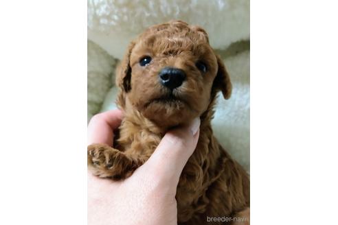 成約済の福岡県のトイプードル-173020の2枚目