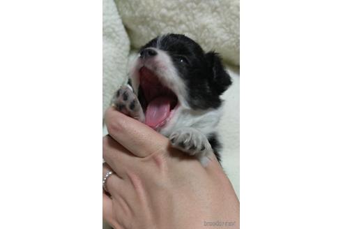 成約済の福岡県のチワワ(ロングコート)-173029の5枚目