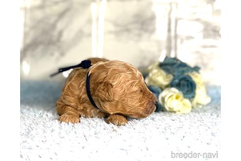 成約済の福岡県のミニチュアプードル-173033の9枚目