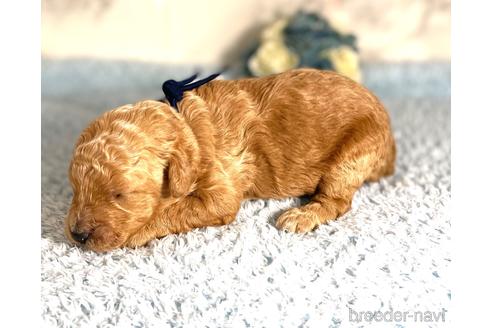 成約済の福岡県のミニチュアプードル-173033の8枚目