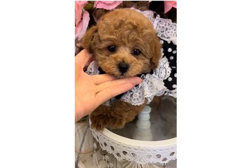 成約済の広島県のタイニープードル-172610の1枚目