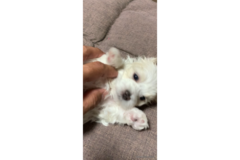 成約済の福岡県のマルチーズ-173034の2枚目