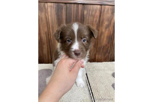 成約済の愛知県のボーダーコリー-173038の1枚目