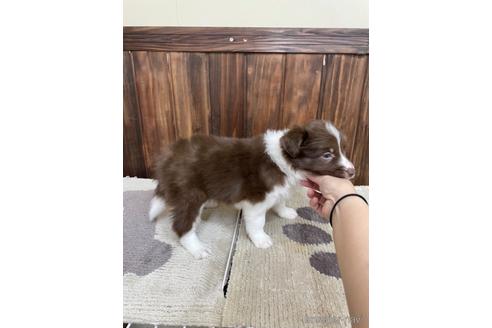 成約済の愛知県のボーダーコリー-173038の3枚目