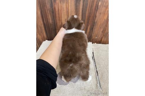 成約済の愛知県のボーダーコリー-173038の2枚目