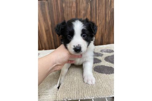 成約済の愛知県のボーダーコリー-171346の1枚目