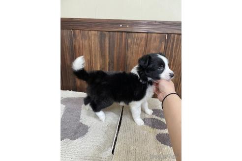 成約済の愛知県のボーダーコリー-171346の3枚目