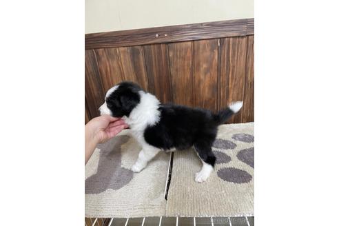 成約済の愛知県のボーダーコリー-171346の4枚目