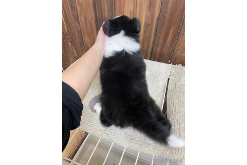 成約済の愛知県のボーダーコリー-171346の2枚目