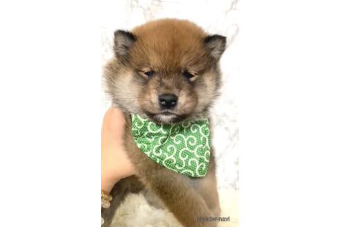 成約済の茨城県の豆柴-173041の2枚目