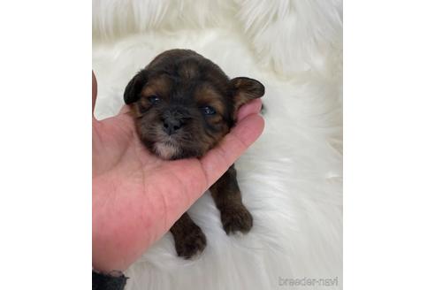 成約済の愛媛県のミックス犬-173044の3枚目