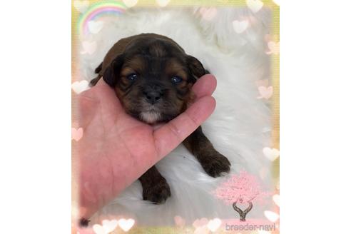 成約済の愛媛県のミックス犬-173044の4枚目