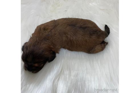 成約済の愛媛県のミックス犬-173044の2枚目