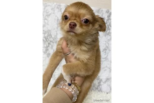 成約済の茨城県のチワワ(ロングコート)-167183の5枚目