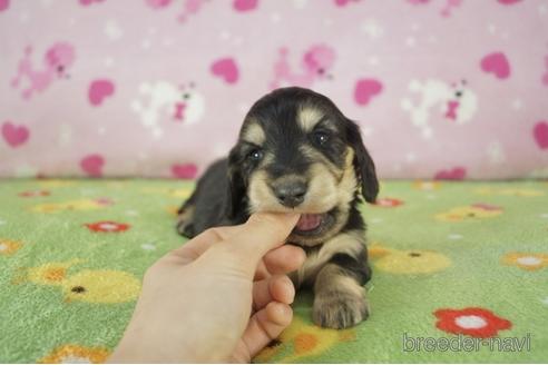 成約済の兵庫県のミニチュアダックスフンド(ロングヘアード)-173077の1枚目