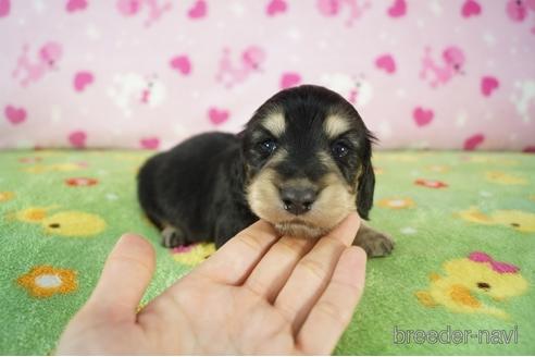 成約済の兵庫県のミニチュアダックスフンド(ロングヘアード)-173077の4枚目