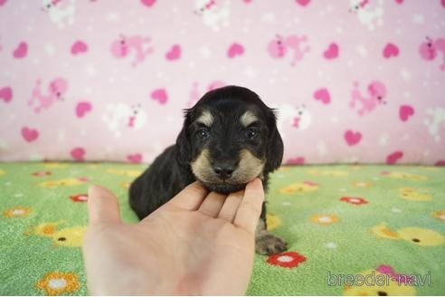 成約済の兵庫県のミニチュアダックスフンド(ロングヘアード)-173078の2枚目
