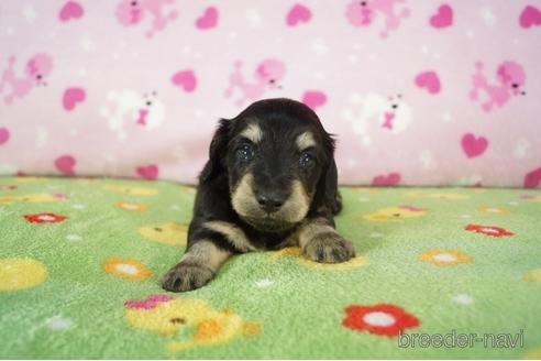成約済の兵庫県のミニチュアダックスフンド(ロングヘアード)-173078の4枚目