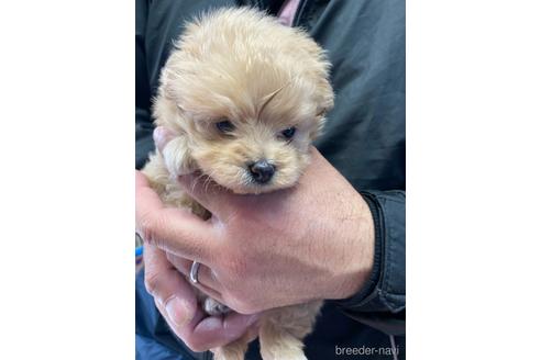 成約済の静岡県のポメプー:ポメラニアン×トイプードル-170304の2枚目