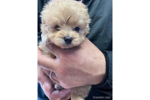 成約済の静岡県のポメプー:ポメラニアン×トイプードル-170304の1枚目