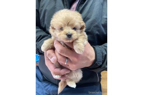 成約済の静岡県のポメプー:ポメラニアン×トイプードル-170304の3枚目