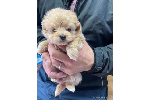 成約済の静岡県のポメプー:ポメラニアン×トイプードル-170304の4枚目