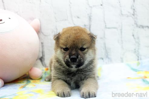 成約済の栃木県の柴犬-173105の1枚目