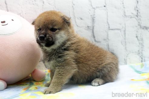 成約済の栃木県の柴犬-173105の2枚目