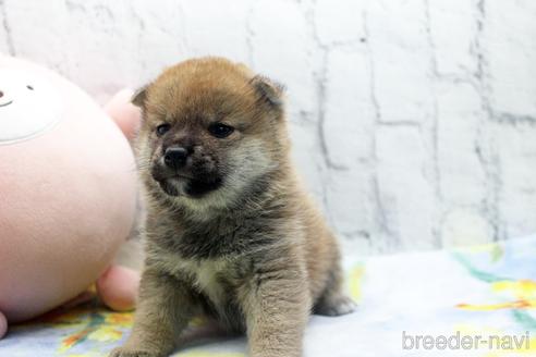 成約済の栃木県の柴犬-173105の3枚目