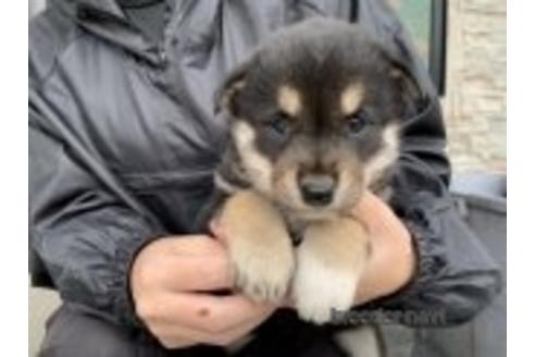 成約済の長崎県の柴犬-173147