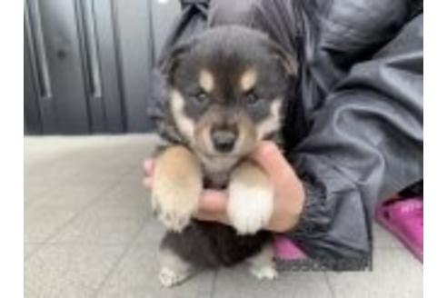 成約済の長崎県の柴犬-173147の3枚目