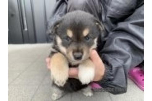 成約済の長崎県の柴犬-173147の2枚目