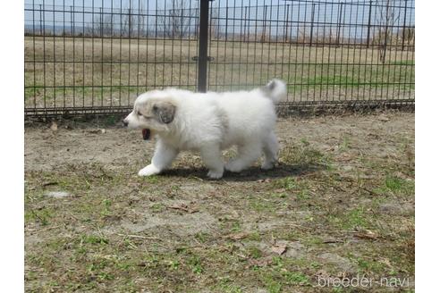 成約済の新潟県のグレートピレニーズ-172153の11枚目