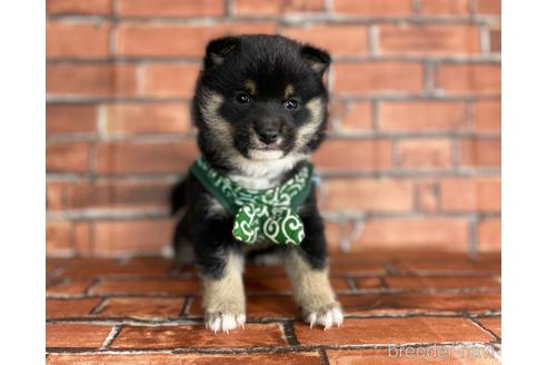 成約済の福岡県の豆柴-173187の4枚目