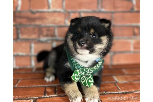 成約済の福岡県の豆柴-173187の5枚目