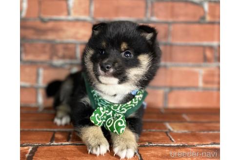 成約済の福岡県の豆柴-173187の6枚目